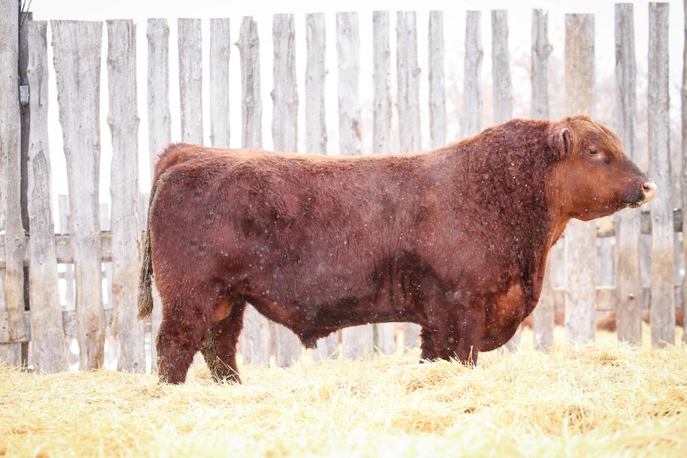 bull